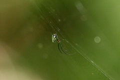 Leucauge regnyi