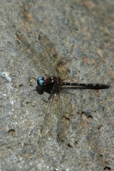 Macrothemis celeno