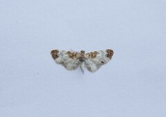 Eupithecia breviculata