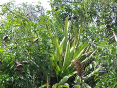 Aechmea setigera