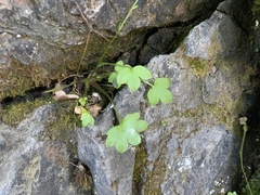 Romanzoffia sitchensis