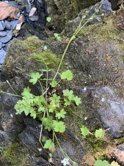 Romanzoffia sitchensis