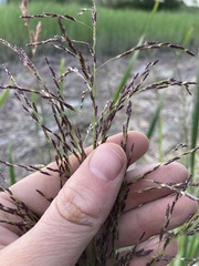Glyceria elata