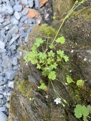 Romanzoffia sitchensis