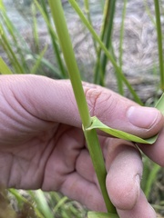 Glyceria elata