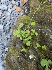 Romanzoffia sitchensis