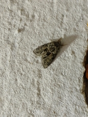 Cryphia fraudatricula