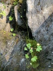 Romanzoffia sitchensis