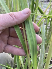 Glyceria elata