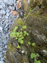 Romanzoffia sitchensis