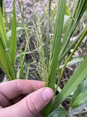 Glyceria elata