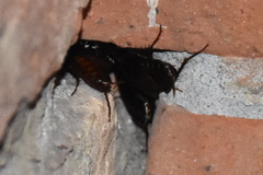 Blatta orientalis