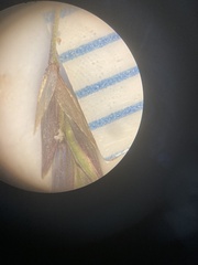 Glyceria elata