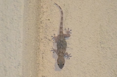 Tarentola mauritanica