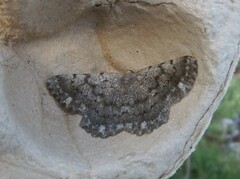 Dicrognophos sartata