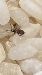 Oryzaephilus surinamensis