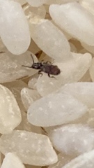 Oryzaephilus surinamensis