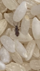 Oryzaephilus surinamensis