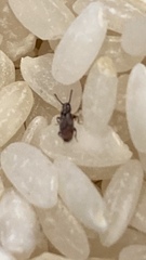 Oryzaephilus surinamensis