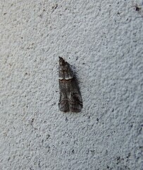 Acrobasis obliqua