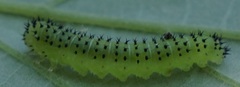Periclista