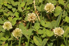 Trifolium repens