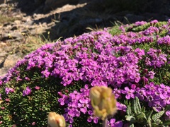 Silene acaulis subacaulescens