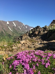 Silene acaulis subacaulescens