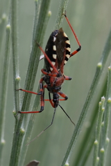 Rhynocoris cuspidatus