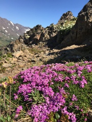 Silene acaulis subacaulescens