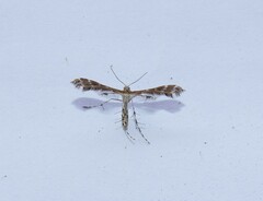 Oxyptilus parvidactyla