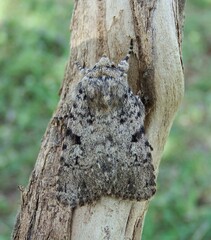Amphipyra effusa