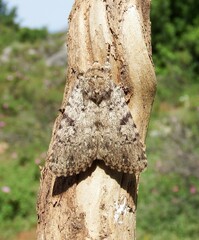 Amphipyra effusa