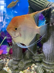 Devario aequipinnatus