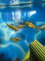 Devario aequipinnatus