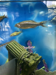 Devario aequipinnatus