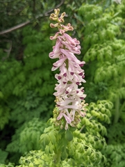 Corydalis caseana brandegeei