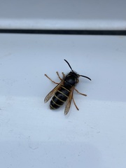 Dolichovespula norwegica