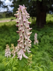 Corydalis caseana brandegeei