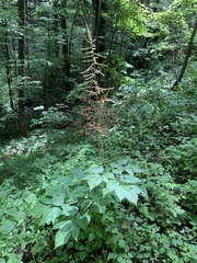 Astilbe biternata