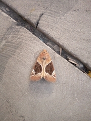 Hampsonodes mastoides