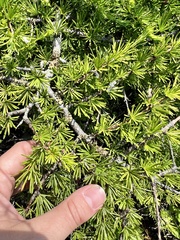 Larix gmelinii