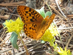 Speyeria coronis halcyone