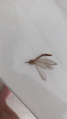 Macronemurus appendiculatus