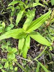 Arnica sachalinensis