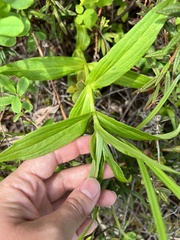 Arnica sachalinensis