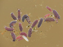 Collembola