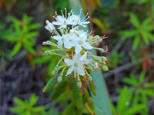 Rusty Labrador-tea (Rhododendron groenlandicum)