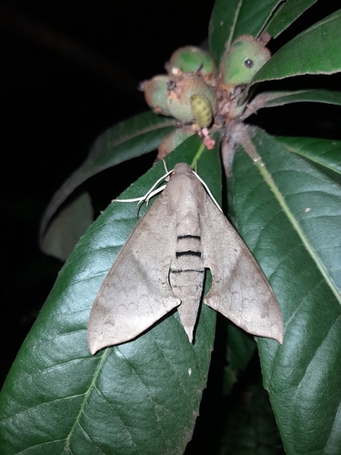 Photo of Lesser Ficus Sphinx (Pachylioides resumens)