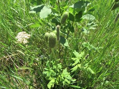 Anemone cylindrica
